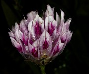 091Trifolium 19-5921